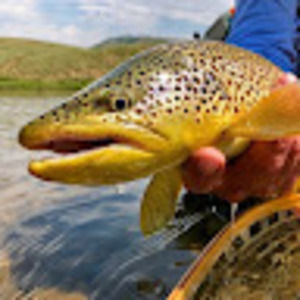 Meet your Posher, Joe